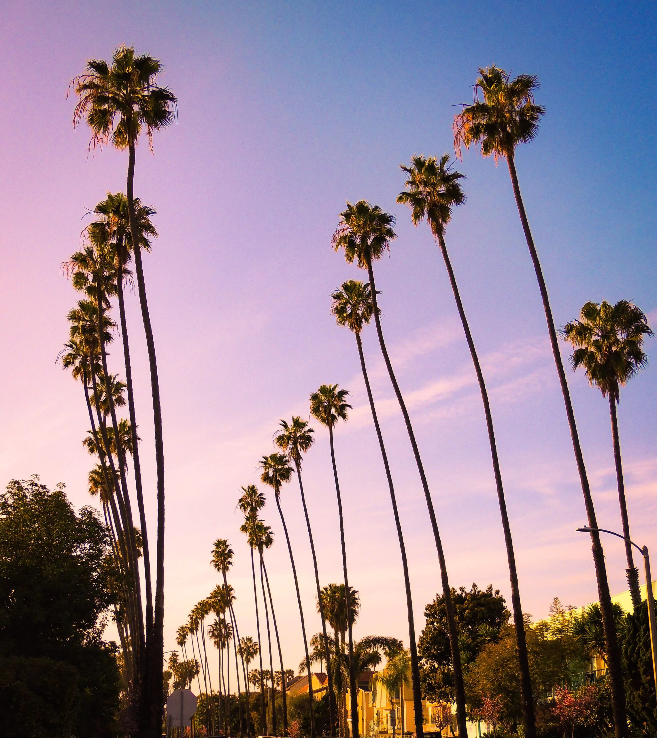 iconic-palm-trees-at-sunset-lining-the-road-2025-01-09-02-58-25-utc